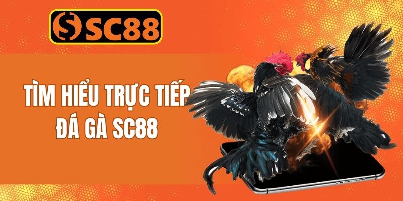Thông tin giới trực tiếp đá gà SC88